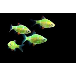 Барбус глофиш зеленый (Puntius tetrazona Glofish) - 3-3.5см