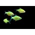 Барбус глофиш зеленый (Puntius tetrazona Glofish) - 3-3.5см