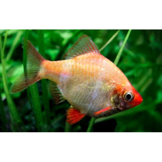 Фото Барбус кольти (Puntius tetrazona) - 2,5-3см labeo.com.ua