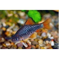 Барбус олиголепис (Puntius oligolepis) - 2.5-3см