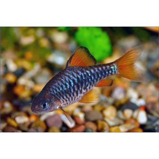 Фото Барбус олиголепис (Puntius oligolepis) - 2.5-3см Смотреть