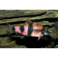 Барбус панда (Barbus fasciatus) - 2-3см