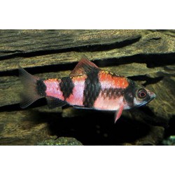 Барбус панда (Barbus fasciatus) - 2-3см