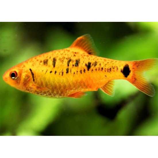Фото Барбус шуберта (Barbus semifasciolatus `schuberti`) - 2-3см Купить