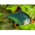 Барбус мутант (Puntius tetrazona var. Green) - 2см