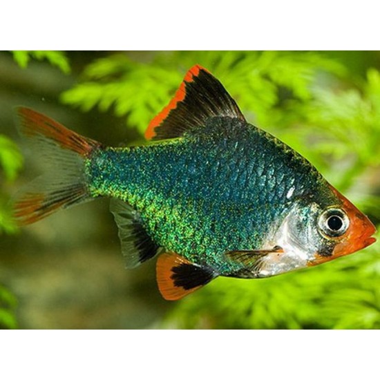 Фото Барбус мутант (Puntius tetrazona var. Green) - 3-3,5см Смотреть