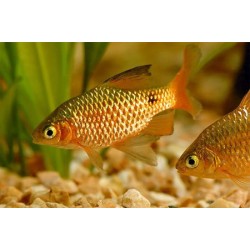 Барбус золотой (Barbus conchonius) - 3см