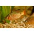 Барбус золотой (Barbus conchonius) - 3см