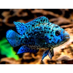 Блю демпси (Cichlasoma sp Blue Dempsey) - 4см