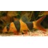 Боция клоун (Botia macracantha) - 4,5см