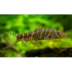 Боция стриата (Botia striata) - 5.5-6см