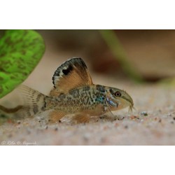 Брохис изумрудный (Brochis splendens) - 3см