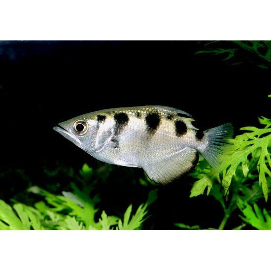 Фото Брызгун пресноводный (Toxotes Microlepis) - 5,5-6см labeo.com.ua