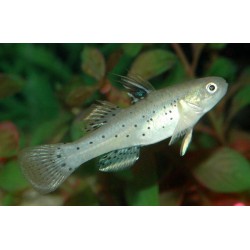 Бычек рыцарь (Stigmatogobius sadanundio) - 5-6см