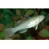 Бычек рыцарь (Stigmatogobius sadanundio) - 5-6см