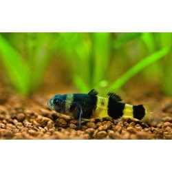 Бычёк пчёлка пресноводный (Brachygobius doriae) - 1,5-2см