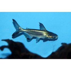 Челенжер (Pangasius sanitwongsei) - 4,5-5см