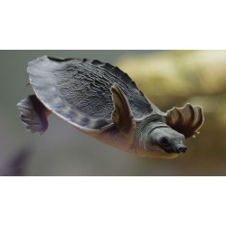 Черепаха трионикс (Trionyx triunguis) - 5-6см