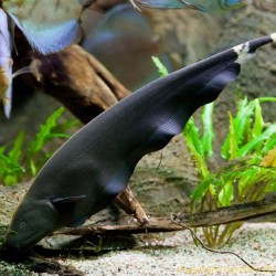 Черный нож (Apteronotus albifrons) - 5-6см