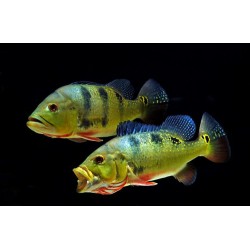 Цихла оцеллярис (Cichla ocellaris) - 12-13см