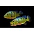 Цихла оцеллярис (Cichla ocellaris) - 12-13см