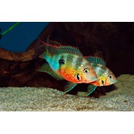 Цихлазома Элиоти (Cichlasoma ellioti) - 3см