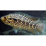 Цихлазома манагуанская (Parachromis managuensis) - 4см