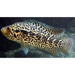 Цихлазома манагуанская (Parachromis managuensis) - 4см
