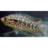 Цихлазома манагуанская (Parachromis managuensis) - 4см