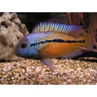 Цихлазома никарагуанская (Cichlasoma nicaraguense) - 4-5см