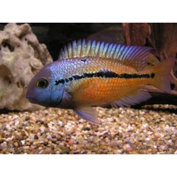 Цихлазома никарагуанская (Cichlasoma nicaraguense) - 4-5см