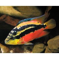 Цихлазома Сальвини (Cichlasoma salvini) - 3-4см