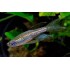 Данио леопардовый, лимонный, красный, сиреневый (Brachydanio sp. frankei) - 2-3см