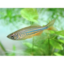 Данио малабарский (Danio malabaricus) - 3см