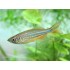 Данио малабарский (Danio malabaricus) - 3см