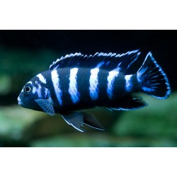 Демасони (Pseudotropheus Demasoni) - 5см