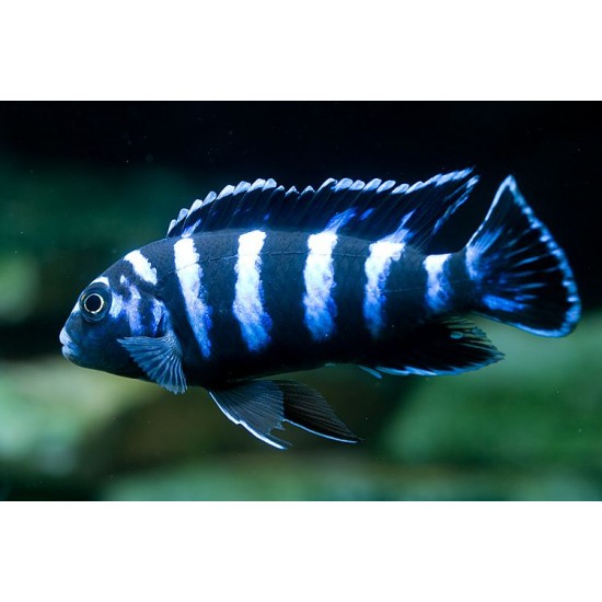 Фото Демасони (Pseudotropheus Demasoni) - 5см labeo.com.ua