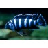 Демасони (Pseudotropheus Demasoni) - 5см