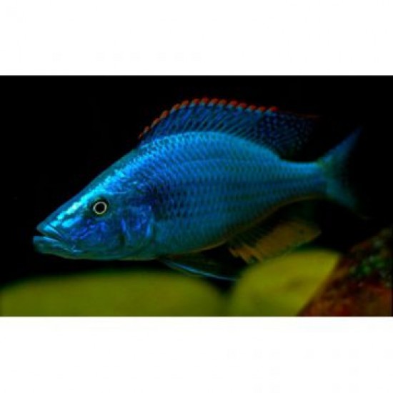 Фото Димидиохромис компрессицепс (Dimidiochromis compressiceps) - 3см Купить