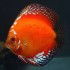 Дискус Мальборо красный (Symphysodon Discus Malboro) - 7-8см