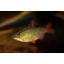 Дистиходус серебристый (Distichodus affinis) - 3см