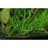 Эхинодорус узколистный (Echinodorus angustifolius) 