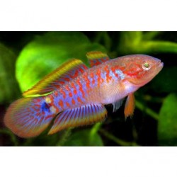 Элеотрис ковровый (Tateurndina ocellicauda) - 2см