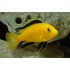 Еллоу (Labidochromis caeruleus "Yellow") - 5.5-6см