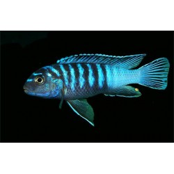 Елонгатус лухучи ( Pseudotropheus sp."elongatus luhuchi") - 2,5-3см