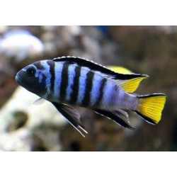 Елонгатус мпанга (Pseudotropheus elongatus Mpanga) - 4см
