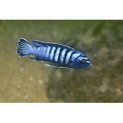 Елонгатус орнатус (Pseudotropheus spec. 'elongatus ornatus') - 3см