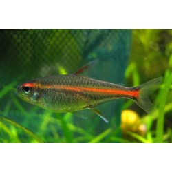 Эритрозонус (Hemigrmmus erythrozonus) - 2-2.5см