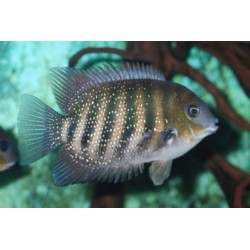 Этроплюс звездчатый (Etroplus suratensis) - 3см