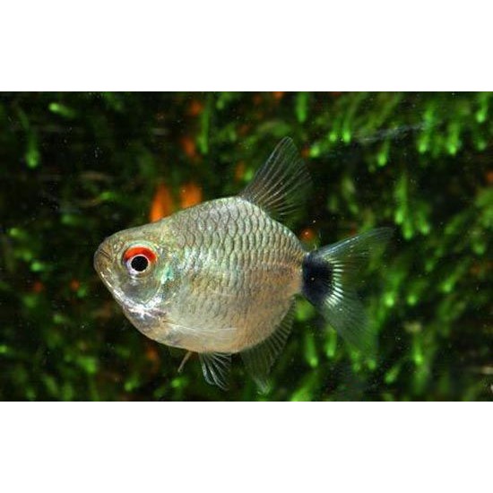 Фото Филомена дисковая (Moenkhausia sanctaefilomenae) - 2.5-3см Смотреть